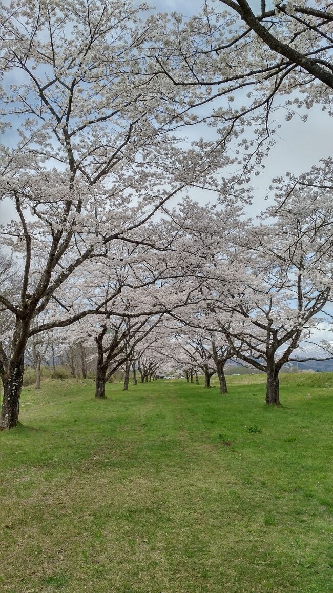 西津軽の深浦町に泊まり、<br />スタートは秋田の八郎潟から始まります。<br />角館で桜を見た後は東に進み盛岡を観光します。
