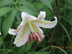 森のさんぽ道で見られた山野草②