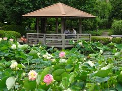 馬場花木園　ハスの花　2020年