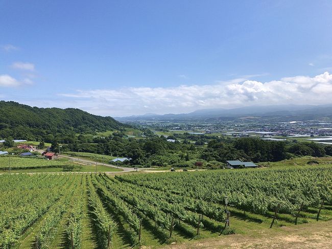 仁木・余市のワイナリー4ヶ所を足で巡ってみた。はたして旨いワインには出会えたのだろうか？