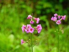 自粛解除！北海道＆青森（右のほう）へ【ダイジェスト その２　父とキャンピングカーで巡るひがし北海道の旅・後編】