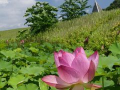 「岩宿の里公園」のハス_2020_少しですが、まだ咲いてます（群馬県・みどり市）