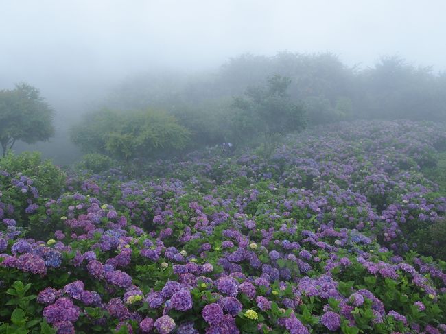 母と歩く梅雨の秩父路 ③ 雨に霞む美の山は花の山　紫陽花あざやかに色づく