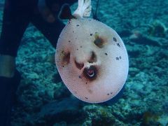 夏！！八重山諸島　石垣島「マルブー」でダイビング