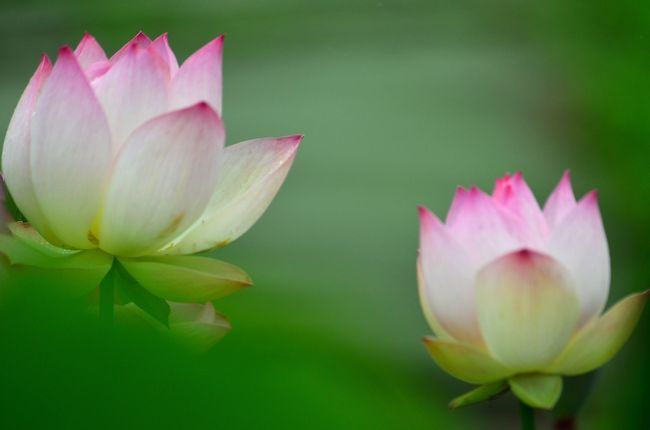 蓮を求めて、岐阜の東濃地区を巡る。<br /><br />■櫻堂薬師のハスの花<br />　初めに、瑞浪市土岐町の古刹（こさつ）、<br />　櫻堂薬師（桜堂薬師）の「鶴池」で、<br />　ハスの花は、イィ香りを放つ「清香（せいこう）」の別名。<br />　輝いています、神々しいですね。<br />　１２００年前に高僧三諦上人により開かれました。<br />　天皇の勅願寺、当時は比叡山・高野山と並ぶ日本三山の一つ、<br />　由緒ある桜堂薬師..意外にも凄い場所で、現存していたならば、<br />　今は、春には桜、初夏には蓮の花でも人気がありますので、<br />　ひょっとして全国から観光客が押し寄せていたかもしれません。<br /><br />■武並たいれいロードパーク<br />　恵那市武並地域で里山整備を行う『NPO法人里山を守る会武並』<br />　武並たいれいロードパーク内のハス棚田にて、<br />　整備を行う「守る会」に聞けば、一週間後だと.綺麗に咲くとか<br />　睡蓮など花が咲いてました。<br /><br />■中津川市の坂本事務所<br />　中津川市千旦林字辻原地内の「蓮の花」今が見ごろ<br />　先日の東濃地区の豪雨で山間地区も被害があり、<br />　通行止め、工事で..思うように直ぐに辿りつけず、<br />　大回りして時間を費やしたが...<br />　うろぼし創作苑横、農道沿い「喫茶とみ」の斜向かいへ<br />　予定の時間が過ぎて、到着してたので・・・。<br />　今回の目的地、阿木地区のハスは、次回へ。<br /><br />■大正花蓮園<br />　最後の東濃地区ハス巡りは、<br />　岐阜県恵那市にある明智町は、「日本大正村」<br />　大正ロマンをより感じる大正時代へタイムトリップ...<br />　　https://4travel.jp/travelogue/11231737<br />　大正ロマン館に隣接した大正花蓮園では、<br />　赤や白の可憐なハスの花を咲かせています。<br />　2020年１月から大河ドラマ「麒麟がくる」が放送される、<br />　ここも以前から、主人公の明智光秀の生誕地として・・・<br />　大河ドラマ館は岐阜市歴史博物館（同市大宮町）、<br />　花フェスタ記念公園（可児市瀬田）、<br />　　https://4travel.jp/travelogue/11594016<br />　日本大正村（恵那市明智町）<br /><br />新型コロナウイルスの感染拡大を受け、人の少ない東濃地区<br />蓮回り.今年は、福井南条.愛知の田立地区を避けた・