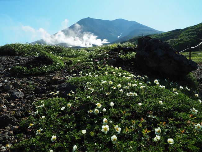 　今年の夏は当初、7月末の梅雨明けのタイミングを狙って別の山を予定していました。しかし予約した山小屋から寝具を提供しないとの連絡を受け、急遽変更する事に。麓の宿から日帰りで登れる山の中で選んだのが大雪山系の最高峰・旭岳です。今回は天候予備も考え旭岳温泉に3泊することにしました。<br /><br />　その2。旭岳、間宮岳、裾合平周回コース前編。高山植物の宝庫である旭岳ですが、旭岳に登るなら是非歩いてみたいと思っていたのが、間宮岳から中岳温泉を経て裾合平を周るコース。コースタイムは7時間10分ですが、いつものように花をゆっくり見て写真を撮りながら登れば、最終のロープウェイに間に合わないなんて事になりかねない。そこで、山に登る日と、ゆっくり花を見て楽しむ日を分ける事にしました。まずは登山編です。<br /><br />　今回のコース　　ロープウェイ姿見駅 ～ 姿見の池 ～ 旭岳 ～ 分岐 ～ 間宮岳 ～ 中岳分岐 ～ 中岳温泉 ～ 裾合平 ～ 姿見駅<br /><br />　ここでは出発から間宮岳までの前編を。ロープウェイ姿見駅を7時に出発。爽やかな空気の中、花と景観を楽しみながらゆっくり登り旭岳に登頂。山頂からの絶景を楽しんだ後は急坂を下り雪渓を超え、お花畑と荒涼した風景の中を交互に歩き間宮岳へ。想像を超える素晴らしい景色の連続でした。<br /><br />　