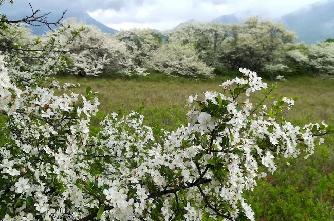 新型コロナウィルス感染症拡大防止の為 2か月半近く近所への「買い物」「散歩」位しか出かけられず<br />旅行記のネタが全く無い日々が続いております。<br /><br />緊急事態宣言は解除され 県内新規感染者ももう1ヶ月は出ていなくて<br />三密を避ければ ちょっとは出かけても良いかな?な感じになって来た6月です。<br />出来るだけ空いた屋外の場所に車で行くのなら大丈夫だろう。<br />と 日光植物園に行ってみました。<br />