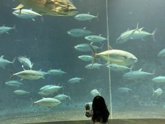 入場制限中の東京葛西臨海水族園