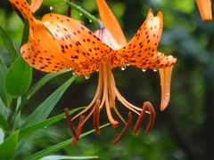 馬場花木園　ユリの花(13種→14種）