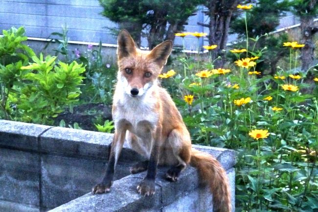 道民割第2弾をゲットできたので定山渓温泉に1泊。<br />在職中は忘年会などでよくここの温泉を利用しましたが、<br />以降暫くぶりの訪問。<br />豊平峡と温泉街の風景を眺め、久しぶりに温泉に浸かって<br />ノンビリすることでリフレッシュしてきました。<br /><br />※表紙の写真は本篇とは関係ありません。<br />数日前我が家の裏庭の塀に鎮座したキタキツネです。<br />30数年住んでいて初めてのこと。<br />(一応れっきとした住宅街なんだけど・・)<br />ひま婆が見た時はカラスに頭を蹴られていたそうです。<br />逃げようともせずにジッとこちらを見ている。<br />“何か食うもの頂戴”と言ってるような目付きだ。<br /> でも野生に餌を与えてはまずいので<br />“自分で探しなさい”と言ってる内に諦めたのか<br />どっかに姿を消しました。<br /> (ひま婆は愛くるしい目の表情にキュンときたと言ってます)<br />