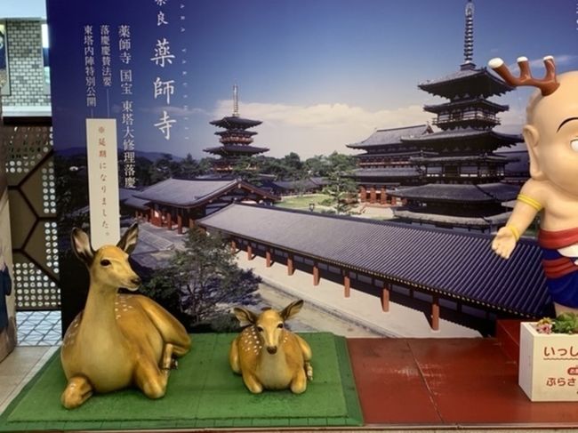 We will start exploring Nara Park in the heat of the summer.  There are few tourists and the deer in the park are becoming wild