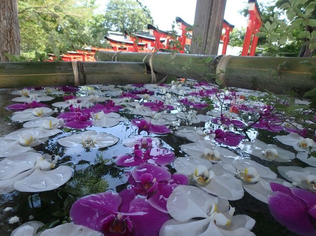 都道府県をまたいだ移動制限が解除されたことで小樽へ行って美味しいお酒が呑みたくなってしまった。そこでいつも泊まる宿を調べてみたらかなりお値打ち価格で部屋が提供されていたので旅へ出ることに。ただ同行者との休みの関係で１泊しかできないので、いつもの弾丸旅となってしまった。<br /><br />初日は小樽のはずが札幌でジンギスカン食べて遠回り。その後小樽に着いて美味しい肴と日本酒で楽しい時間を過ごした。<br /><br />そして２日目はもう夕方には帰らなくてはならなく更に詰め込みの旅となってしまう。<br /><br /><br />小樽の旅　１日目はこちら<br />https://4travel.jp/travelogue/11635128