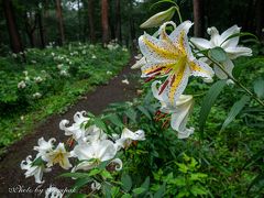 梅雨空の下、那須高原のヤマユリの香りに包まれる