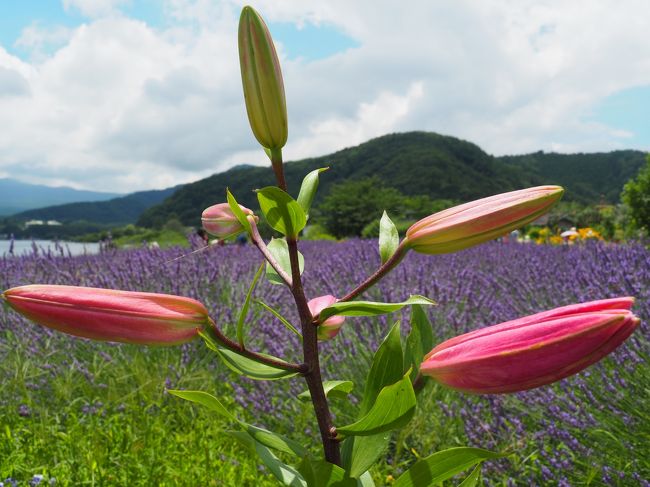 大石公園<br /><br />山梨県南都留郡富士河口湖町大石<br /><br />https://loco.yahoo.co.jp/place/g-GVxE1_WSF6A/?utm_source=dd_spot&sc_e=sydd_spt_slo_p_ttl&lsbe=1<br /><br />↑<br />こちらのサイトから行き方と見どころが確認出来ます。<br /><br />まずは 河口湖へ。<br />毎年 行われているラベンダー祭りはウィルスの影響で人出も少ないかな?と<br /><br />愛犬 コーギーももちゃんと 行って来ました。<br /><br />今年は 大型バスなどの観光客は居らず その分<br />ゆっくりと 廻る事が出来ました。<br /><br />紫色一面のらべんたー♡<br />こちらはいつもと同じように 誇らしく広がっています。<br />ただし 梅雨空の下 わずかに期待していた富士山に<br />お目にかかる事は出来ませんでした。<br /><br />富士山とラベンダーのショット!(^^)! <br />富士山待ちで 待機して居られるカメラマン? さん達<br />お疲れ様でした。<br /><br />ずーーーっと一日まっているんだそうです・・<br /><br />さあ! ゆっくりと花見です(#^.^#)<br /><br />この後 <br /><br />河口湖大橋の向こう側へ 渡り<br />八樹崎公園にも 立ち寄り 紫陽花ロードを歩いて来ましたよ<br />