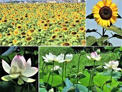 兵庫、小野市のひまわりの丘公園～加東市の平池公園に咲く大賀蓮と睡蓮！