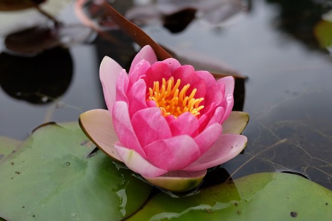 宇治植物園に咲いている花たち。