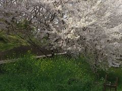 佐木島の桜