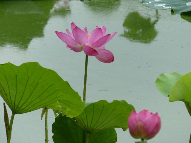 伊勢崎市の「波志江沼」に行ったら、ハスの花がまだ少しだけ咲き残っていました。沼の周回コースを歩き始めましたが、雨が降り始め、止む気配がなくなってきたので、途中で引き返しました。４連休の中日、絶好の三密回避でしたが、残念でした。