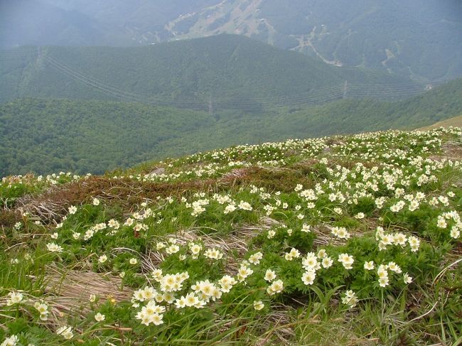 去年、たまたまネットで見たサイトで、奇麗なお花畑がある平標山という山を知り、<br />６月の見頃時季に行って来て、撮った花々をアップしました。<br /><br />登山コースは、<br />平標登山口駐車場⇒松手山⇒平標山⇒仙ノ倉山⇒平標山⇒平標山乃家⇒平標登山口駐車場<br /><br />平標山⇔仙ノ倉山は暴風に近い所もあった。風の通り道なのか？<br /><br />登山中に見れた高山直物は、<br />タニウツギ、ウラジロヨウラク、ミツバオウレン、イワカガミ、ハクサンイチゲ、ハクサンコザクラ、チングルマ、ミヤマキンバイ、シャクナゲなど。<br />花々のオンパレードで楽しめます。<br />撮り続けてばかりで、なかなか進まなかった。<br />