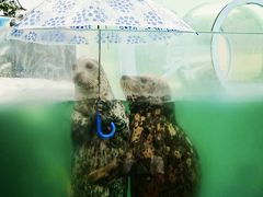 傘を持つアザラシに会いに♪  山の上の水族館　【新屋島水族館】　