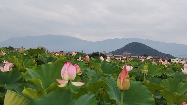 コロナの出口はまだまだ見えないけれど、たくさんの雨を降らせた梅雨はようやく終わりが近づいてきたようだ。<br />本来なら今日は東京オリンピックの開会式が華々しく行われていたはずなのだけど、それとは対象的に何となく気だる～い連休を過ごしている。<br />とはいえ、主婦には日々の食料品や日用品の調達の任務が途切れることはない。<br />というわけで、今日ははなおばあちゃんとまほろばキッチンへ。