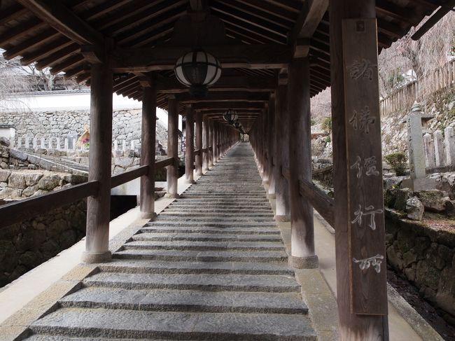 2019年冬　京都と奈良のひとり旅 三日目【3】長谷寺　一周廻ったら2時間弱、冬咲の牡丹