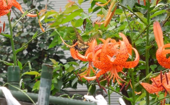 7月25日、午前11時過ぎに小雨の中、所要のついでにふじみ野市西鶴ケ岡地区を散策しました。<br /><br /><br /><br /><br />*オニユリの花にナミアゲハが見られました。