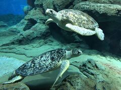 コロナ禍での初外出　３度目の名古屋港水族館は、たくさんのウミガメが目の前に来てくれて大満足（2020年７月）