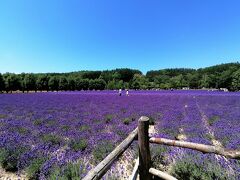 ’２０　夏の北海道旅行３　富良野 ファーム富田のラベンダー畑