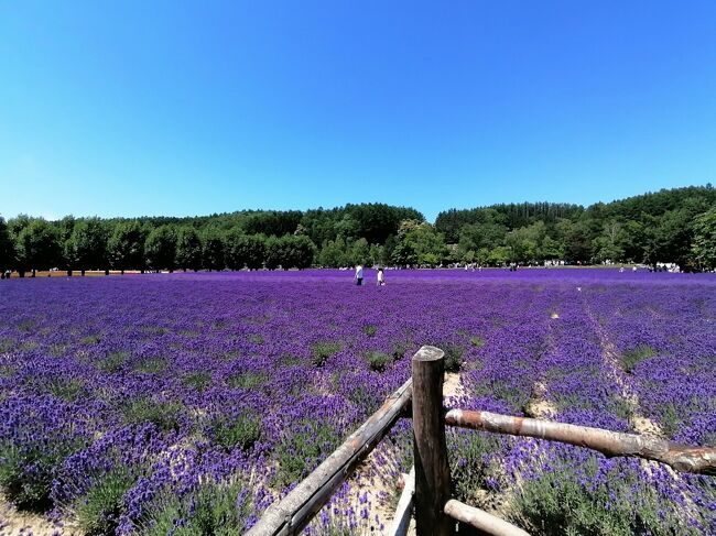 ’２０　夏の北海道旅行３　富良野 ファーム富田のラベンダー畑