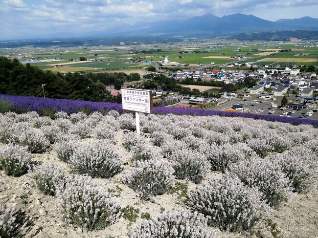 夏休みをとって７泊８日で北海道の道央エリアを中心に行ってきました。緊急事態宣言が解除され国内移動が可能になったので予定を立てましたが、感染者が増えてきて行くか迷いましたが一人旅ということでコロナ対策をとって行くことにしました。<br /><br />★旅行記４のルート<br />富田メロンハウス→富良野町営ラベンダー園→ラベンダー畑駅（富良野・美瑛ノロッコ号乗車）→富良野駅→くまげら（ローストビーフ丼）→北真神社御分祠→フラノマルシェ→ジェラートふらの→民宿あきば<br /><br />１．札幌グルメ（パフェ、珈琲、酒、佐藤～えびそば一幻）<br />２．札幌から富良野駅を経由して中富良野駅に移動<br />３．富良野 ファーム富田のラベンダー畑<br />４．中富良野町営ラベンダー園～富良野・美瑛ノロッコ号乗車～くまげらのローストビーフ丼←★今ここ<br />５．美瑛サイクリング①　美馬牛駅～四季彩の丘（前半）<br />６．美瑛サイクリング②　四季彩の丘（後半）<br />７．美瑛サイクリング③　パノラマロード（千代田の丘～三愛の丘展望台）<br />８．美瑛サイクリング④　美瑛神社～あるうのぱいんでランチ<br />９．美瑛サイクリング⑤　パッチワークの丘<br />10．美馬牛さんぽ（かんのファーム～小さなパン店LIKKA LOKKA）<br />11．美瑛駅から青い池にバスで行く<br />12．美瑛 白ひげの滝～温泉ゲストハウス美瑛白金の湯宿泊<br />13．旭川グルメ（焼鳥専門ぎんねこ～福吉カフェ～成吉思汗 大黒屋）<br />14．旭山動物園①（正門～あざらし館～ほっきょくぐま館）<br />15．旭山動物園②（ぺんぎん館）<br />16．旭山動物園③（きりん舎・かば館）<br />17．旭山動物園④（あざらし館～ほっきょくぐま館 再訪問）<br />18．旭山動物園⑤（もうじゅう館）<br />19．旭山動物園⑥（レッサーパンダ舎＆小獣舎～シマフクロウ舎～北海道産動物舎）<br />20．旭山動物園⑦（ちんぱんじーの森～くもざる・かぴばら館～サル舎～たながざる館～おらんうーたん館）<br />21．旭山グルメ（蜂屋 五条創業店、旭川のＢ級グルメのジュンドッグ）<br />22．上野ファーム①（NAYA cafe～マザーズガーデン～射的山）<br />23．上野ファーム②（ノームの庭～ミラーボーダー～NAYA cafe）<br />24．旭川グルメ（花ちゃんのゲソ丼～旭川らぅめん青葉本店）<br />25．札幌グルメ（中国料理 布袋～INITIALの締めパフェ）<br />26．新千歳空港さんぽ～成田空港<br />27．7泊8日ダイジェスト（札幌 富良野 美瑛 旭川）