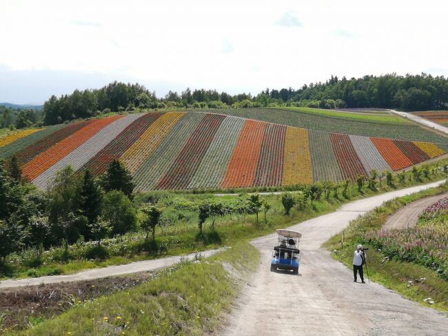 ’２０　夏の北海道旅行６　美瑛サイクリング②　四季彩の丘（後半）