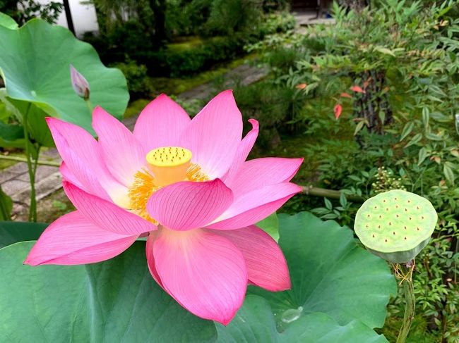 ほとんど行き当たりばったり京都旅行（2）（法金剛院、妙心寺、仁和寺、龍安寺と嵯峨野散歩）