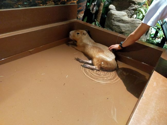 6歳になる娘とオービィ横浜　動物好きにはもってこい。雨の日にもおすすめ。<br /><br /><br />