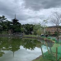 数十年ぶりの奈良！その１　猿沢池畔のホテルに泊まって定番観光。東大寺、春日大社、ならまち