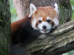 クォッカに会えた埼玉こども動物自然公園（北園）みやびちゃん、妹に負けてみゃあみゃあ、リンちゃんお手やらわかに～＆２頭目のプーズーの赤ちゃん