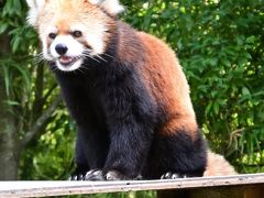 レッサーパンダはかわゆい !!! とくしま動物園 