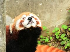 レッサーパンダはかわゆい !!! とべ動物園 ２