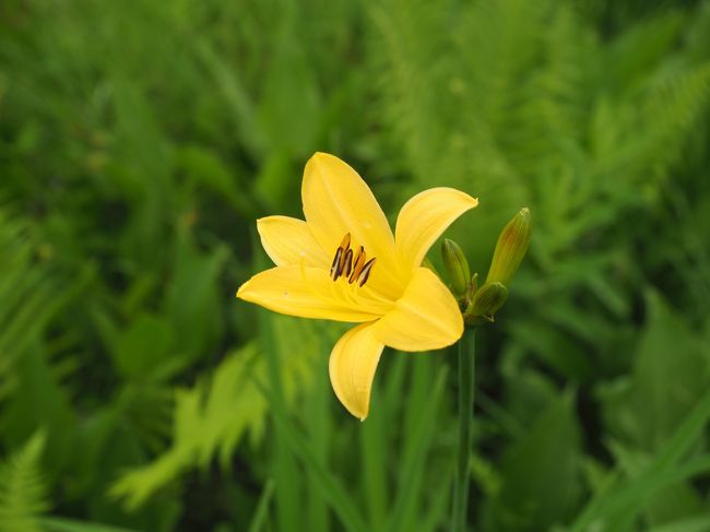 今年の夏は当初、7月末の梅雨明けのタイミングを狙って別の山を予定していました。しかし予約した山小屋から寝具を提供しないとの連絡を受け、急遽変更する事に。麓の宿から日帰りで登れる山の中で選んだのが大雪山系の最高峰・旭岳です。今回は天候予備も考え旭岳温泉に3泊することにしました。<br /><br /> その1。大雪山白樺荘宿泊、天女ヶ原、湿原探勝路散策編。1日目。旭川空港には12時20分着。空港内のフードコートで昼食後、「いで湯号」で旭岳温泉へ。1、2泊目の宿は大雪山白樺荘。ユースホステルですが予約した個室は非常に綺麗で快適。温泉も良く、何より食事がボリューム満点でした。2日目は天気予報が芳しくないので、NPO法人大雪山自然学校のブログを見て気になっていた天女ヶ原へワタスゲを見に行きました。その後ビジターセンターお勧めの湿原探勝路を散策。道間違いはあったものの、花もいくつか見れ翌日へのいい準備運動になりました。(因みに知らない花、調べても分からない花が多数あるのでご容赦下さい。)<br /><br />