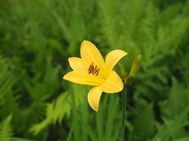 　今年の夏は当初、7月末の梅雨明けのタイミングを狙って別の山を予定していました。しかし予約した山小屋から寝具を提供しないとの連絡を受け、急遽変更する事に。麓の宿から日帰りで登れる山の中で選んだのが大雪山系の最高峰・旭岳です。今回は天候予備も考え旭岳温泉に3泊することにしました。<br /><br />　その1。大雪山白樺荘宿泊、天女ヶ原、湿原探勝路散策編。1日目。旭川空港には12時20分着。空港内のフードコートで昼食後、「いで湯号」で旭岳温泉へ。1、2泊目の宿は大雪山白樺荘。ユースホステルですが予約した個室は非常に綺麗で快適。温泉も良く、何より食事がボリューム満点でした。2日目は天気予報が芳しくないので、NPO法人大雪山自然学校のブログを見て気になっていた天女ヶ原へワタスゲを見に行きました。その後ビジターセンターお勧めの湿原探勝路を散策。道間違いはあったものの、花もいくつか見れ翌日へのいい準備運動になりました。（因みに知らない花、調べても分からない花が多数あるのでご容赦下さい。）<br /><br />　