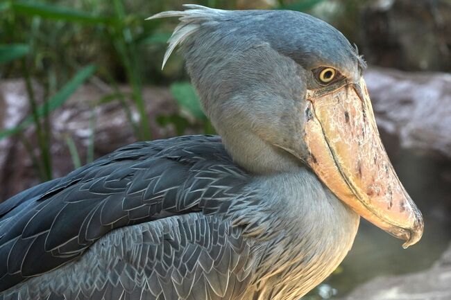 シンガポールの動物園&水族館を網羅すべく4泊7日のひとり旅をしてきました。<br /><br /> 0日目:羽田空港(https://4travel.jp/travelogue/11547983)<br /> 1日目:チャンギ空港→市街地(https://4travel.jp/travelogue/11573862)<br /> ≪River Safari≫ https://4travel.jp/travelogue/11576145<br /> https://4travel.jp/travelogue/11580253<br /> https://4travel.jp/travelogue/11581860<br /> https://4travel.jp/travelogue/11582479<br /> 夕食→ホテル(https://4travel.jp/travelogue/11583266)<br /> 2日目:街歩き→セントーサ島(https://4travel.jp/travelogue/11586379)<br /> ≪S.E.A Aquarium≫ https://4travel.jp/travelogue/11587050<br /> https://4travel.jp/travelogue/11589782<br /> https://4travel.jp/travelogue/11591341<br /> セントーサ島観光(https://4travel.jp/travelogue/11595026)<br /> 3日目:≪Singapore Zoo≫ https://4travel.jp/travelogue/11602397<br /> https://4travel.jp/travelogue/11606334<br /> https://4travel.jp/travelogue/11611439<br /> https://4travel.jp/travelogue/11614263<br /> https://4travel.jp/travelogue/11616322<br /> https://4travel.jp/travelogue/11617019<br /> ≪Night Safari≫ https://4travel.jp/travelogue/11619105<br /> https://4travel.jp/travelogue/11619557<br /> https://4travel.jp/travelogue/11620870<br /> 4日目:ブギス→オーチャード(https://4travel.jp/travelogue/11623177)<br /> マリーナベイサンズ周辺(https://4travel.jp/travelogue/11627725)<br /> 5日目:≪Jurong Bird Park≫<br /> 入園→繁殖センター(https://4travel.jp/travelogue/11628914)<br /> High Flyers Show(https://4travel.jp/travelogue/11633369)<br />今ココ→ 湿地→ローリーロフト(https://4travel.jp/travelogue/11636923)<br /> 猛禽類→ペリカン(https://4travel.jp/travelogue/11638783)<br /> 滝のケージ<br /> オウムの楽園<br /> Kings of the Skies<br /> 6日目:チャンギ空港→羽田空港<br /> まとめ:お土産、費用