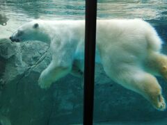 ’２０　夏の北海道旅行１４　旭山動物園①（正門～あざらし館～ほっきょくぐま館）