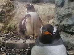 ’２０　夏の北海道旅行１５　旭山動物園②（ぺんぎん館）