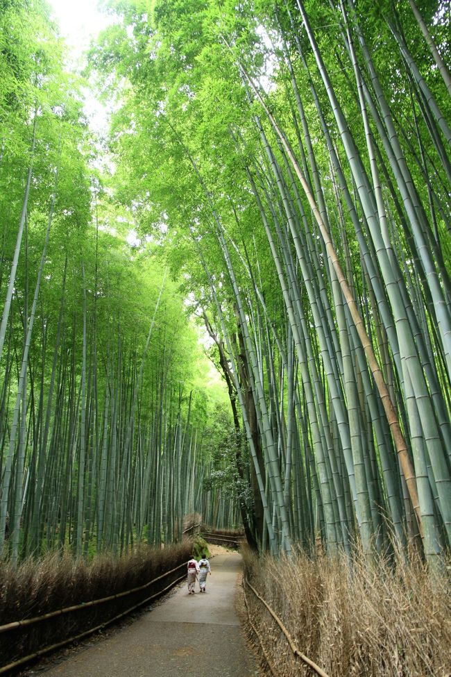 京都嵐山散策。　愛宕念仏寺、法輪寺、天龍寺、竹林の小径、嵐山トロッコ列車。<br /><br />こんなに人が少ない京都は初めてです。<br /><br />表紙は人影もまばらな竹林の小径です。<br /><br />