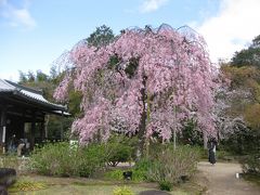 今年のお花見は古都・奈良と京都で楽しむぞ～京都編四日目