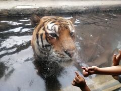 ’２０　夏の北海道旅行１８　旭山動物園⑤（もうじゅう館）