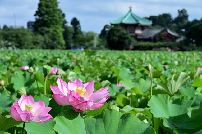 ぷらっと東京さんぽ《Scene.1》～上野恩賜公園・不忍池で清らかな蓮の花を愛でる～