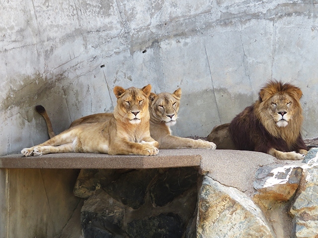 【日立市かみね動物園　2018/6訪問③】　