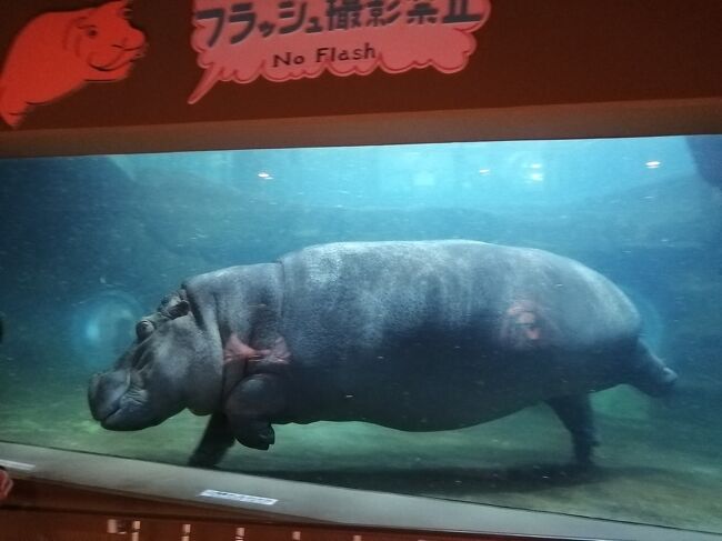 夏休みをとって７泊８日で北海道の道央エリアを中心に行ってきました。緊急事態宣言が解除され国内移動が可能になったので予定を立てましたが、感染者が増えてきて行くか迷いましたが一人旅ということでコロナ対策をとって行くことにしました。<br /><br />★旅行記1６のルート<br />旭山動物園（キリン舎・かば館　見学約40分）<br /><br />１．札幌グルメ（パフェ、珈琲、酒、佐藤～えびそば一幻）<br />２．札幌から富良野駅を経由して中富良野駅に移動<br />３．富良野 ファーム富田のラベンダー畑<br />４．中富良野町営ラベンダー園～富良野・美瑛ノロッコ号乗車～くまげらのローストビーフ丼<br />５．美瑛サイクリング①　美馬牛駅～四季彩の丘（前半）<br />６．美瑛サイクリング②　四季彩の丘（後半）<br />７．美瑛サイクリング③　パノラマロード（千代田の丘～三愛の丘展望台）<br />８．美瑛サイクリング④　美瑛神社～あるうのぱいんでランチ<br />９．美瑛サイクリング⑤　パッチワークの丘<br />10．美馬牛さんぽ（かんのファーム～小さなパン店LIKKA LOKKA）<br />11．美瑛駅から青い池にバスで行く<br />12．美瑛 白ひげの滝～温泉ゲストハウス美瑛白金の湯宿泊<br />13．旭川グルメ（焼鳥専門ぎんねこ～福吉カフェ～成吉思汗 大黒屋）<br />14．旭山動物園①（正門～あざらし館～ほっきょくぐま館）<br />15．旭山動物園②（ぺんぎん館）<br />16．旭山動物園③（きりん舎・かば館）←★今ここ<br />17．旭山動物園④（あざらし館～ほっきょくぐま館 再訪問）<br />18．旭山動物園⑤（もうじゅう館）<br />19．旭山動物園⑥（レッサーパンダ舎＆小獣舎～シマフクロウ舎～北海道産動物舎）<br />20．旭山動物園⑦（ちんぱんじーの森～くもざる・かぴばら館～サル舎～たながざる館～おらんうーたん館）<br />21．旭山グルメ（蜂屋 五条創業店、旭川のＢ級グルメのジュンドッグ）<br />22．上野ファーム①（NAYA cafe～マザーズガーデン～射的山）<br />23．上野ファーム②（ノームの庭～ミラーボーダー～NAYA cafe）<br />24．旭川グルメ（花ちゃんのゲソ丼～旭川らぅめん青葉本店）<br />25．札幌グルメ（中国料理 布袋～INITIALの締めパフェ）<br />26．新千歳空港さんぽ～成田空港<br />27．7泊8日ダイジェスト（札幌 富良野 美瑛 旭川）