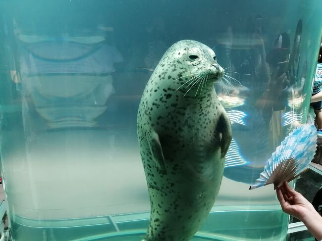 20 夏の北海道旅行17 旭山動物園 あざらし館 ほっきょくぐま館 再訪問 旭川 北海道 の旅行記 ブログ By たーさん フォートラベル 20 夏の北海道旅行17 旭山動物園 あざらし館 ほっきょくぐま館 再訪問 旭川 北海道 の旅行記 ブログ By たーさん フォートラベル